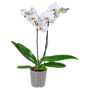 Aldi Süd  GARDENLINE Orchidee