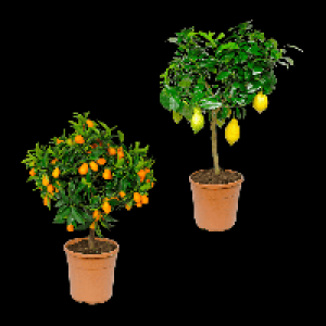 Aldi Nord Gardenline GARDENLINE Mediterranes St&auml;mmchen