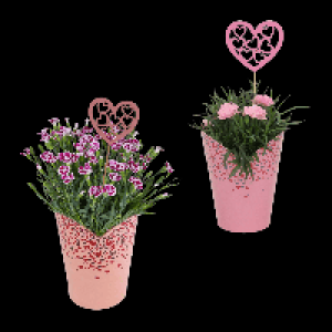 GARDENLINE Nelke 2.49 €