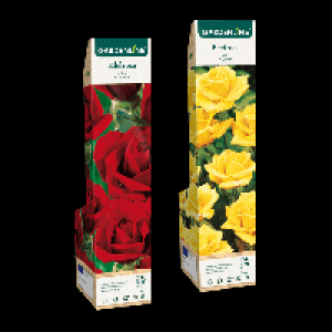 Aldi Nord Gardenline GARDENLINE Edel- / Beet- / Kletterrose