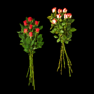 GARDENLINE Langstielige Rosen 4.99&nbsp;&euro;