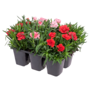 Aldi Süd  GARDENLINE Nelken Trios, 6er-Set