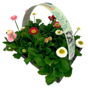 Aldi Süd  GARDENLINE Viola & Bellis 6er-Pack