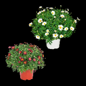 Aldi Nord Gardenline GARDENLINE Margeriten-Busch