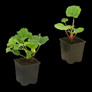 GARDENLINE Erdbeere / Rhabarber
