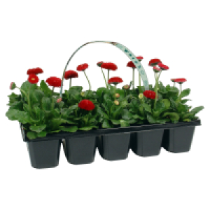 GARDENLINE Beetpflanzen 1.69 €