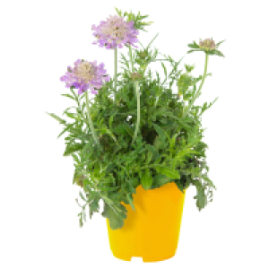 Aldi Süd  GARDENLINE Bienenstauden