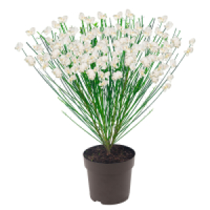 GARDENLINE Edelginster Albus