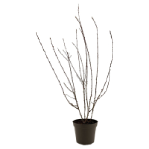 GARDENLINE Mandelbäumchen
