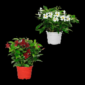Aldi Nord Gardenline GARDENLINE Dipladenia-Busch