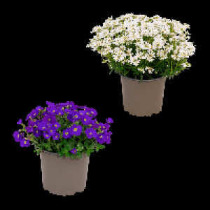 GARDENLINE Polsterstaude