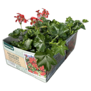 Aldi Süd  GARDENLINE Beet- & Balkonpflanzen