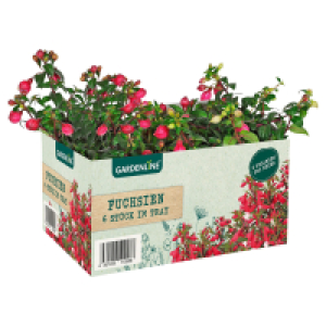 GARDENLINE Beet und Balkonpflanzen 3.99 €