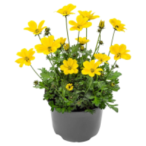 Aldi Süd  GARDENLINE Zweizahn