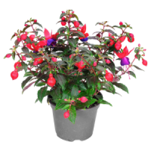 Aldi Süd  GARDENLINE Fuchsie