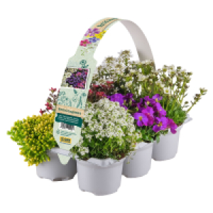 Aldi Süd  GARDENLINE Stauden Mix 6er