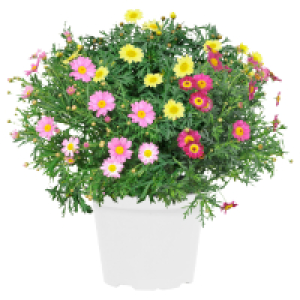 Aldi Süd  GARDENLINE Margeriten Busch