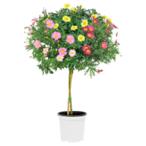 Aldi Süd  GARDENLINE Margeriten Stämmchen