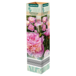 GARDENLINE Beetpflanzen 2.49 €