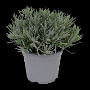 GARDENLINE Lavendel 2.49 €