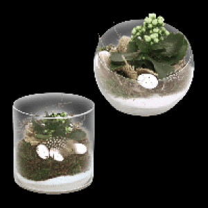Aldi Nord Gardenline GARDENLINE Bepflanztes Osterglas