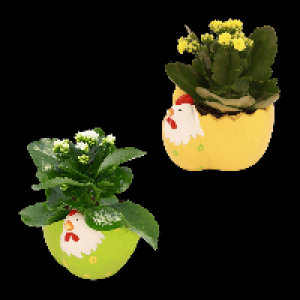 Aldi Nord Gardenline GARDENLINE Bepflanzte Osterkeramik