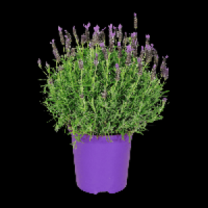 GARDENLINE Schmetterlingslavendel 5.99 €