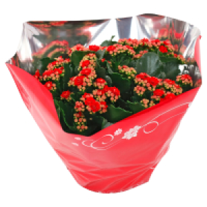 GARDENLINE Kalanchoe & Frühlingsmix