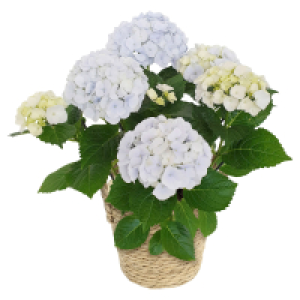 GARDENLINE Hortensie im Korb