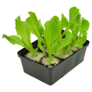 GARDENLINE Salate 6er Schalen
