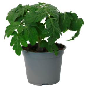 GARDENLINE Tomaten