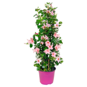 GARDENLINE Dipladenie rosa/pink