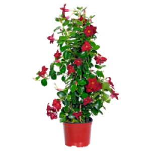 GARDENLINE Dipladenie rot