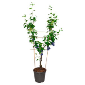GARDENLINE Duo Pflaume