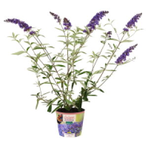 GARDENLINE Sommerflieder im Potcover