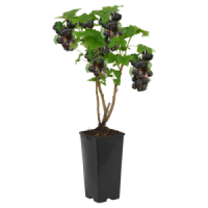 GARDENLINE Brombeere schwarz