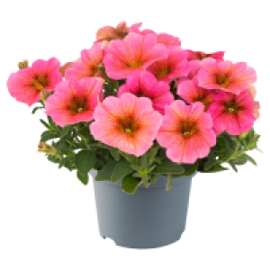 Aldi Süd  GARDENLINE Beetpflanzen Mix