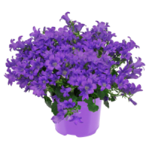 GARDENLINE Glockenblume
