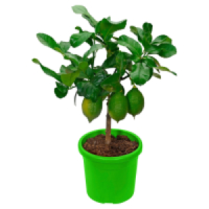 GARDENLINE Mediterranes Stämmchen Zitrone