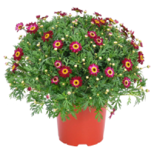 GARDENLINE Margeriten Busch, rot