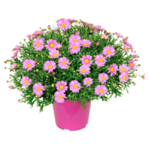 GARDENLINE Margeriten Busch, rosa