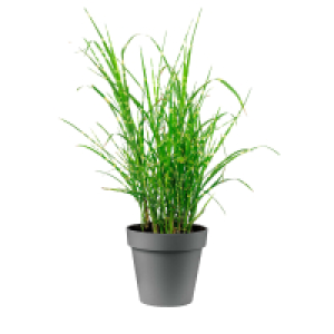 GARDENLINE Gräser Festuca glauca