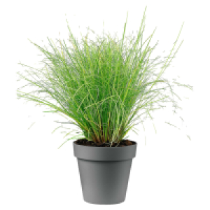 GARDENLINE Gräser Carex Evergold