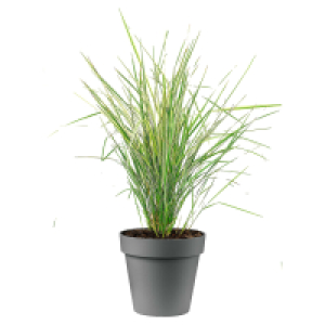 GARDENLINE Gräser Strictus