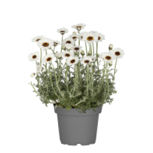 GARDENLINE Marokkanische Margerite
