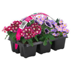 GARDENLINE Ton in Ton 6er Trays