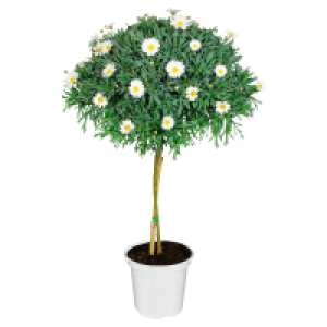 Aldi Süd  GARDENLINE Margeritenstämmchen, weiß
