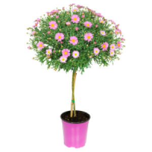 Aldi Süd  GARDENLINE Margeritenstämmchen, rosa