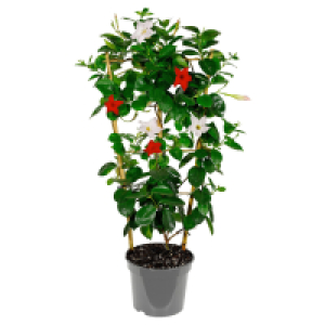 Aldi Süd  GARDENLINE Dipladenie Spalier Duo
