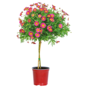 Aldi Süd  GARDENLINE Margeritenstämmchen, rot